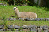 Is Alpaca Wool Cruelty Free?