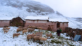 Is Alpaca Wool Fair-Trade?