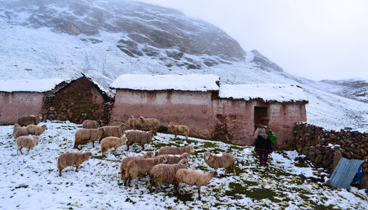 Is Alpaca Wool Fair-Trade?